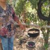 โครงการถังขยะเปียกลดโลกร้อน